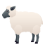 ewe