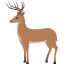 deer deer