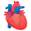 anatomical heart